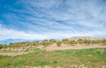 View of countryside with olive trees and blue sky clouds.