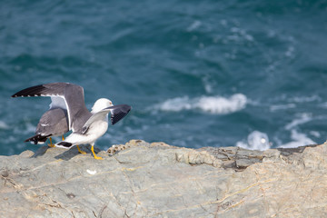 Seagull couple on the cliff