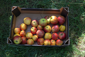 Harvest of apples in the pasteboard box.