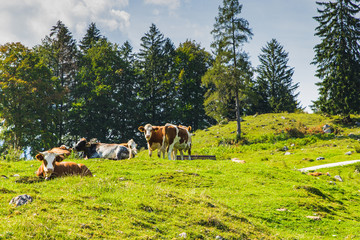 Fototapeta na wymiar cows in the green meadows of the alps