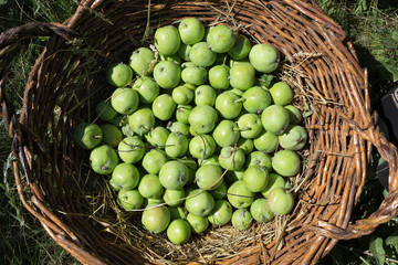 Harvest of apples in the wicker basket.