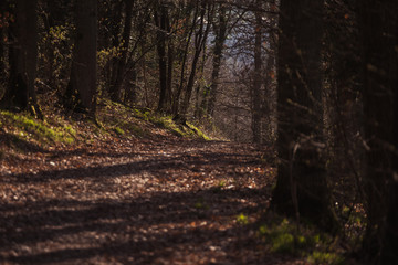 Geh Weg Wald