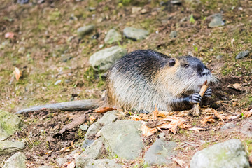 Nutria (Myocastor coypus) in Germany
