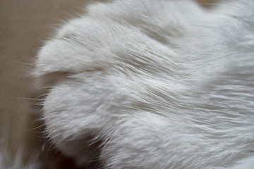 close-up of the front paw of a cat with white fur, abstract impression, texture or background