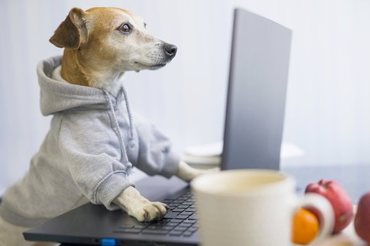 smart concentrated dog is working on project online. Using computer laptop. Pet wearing stylish sporty and hoodie. Freelancer work from home concept. funny manager designer programmer work concept