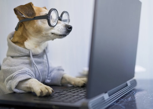 smart concentrated dog is working on project online. Using computer laptop. Pet wearing glasses and hoodie. Freelancer work from home during quarantine Social distancing lifestyle. Busy smart ass