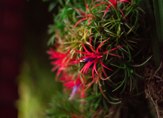 Close up red flowers with petal in soft focus background