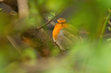 A european robin or redbreast sitting in spring in the bushes surrounded by green leaves, Erithacus rubecula