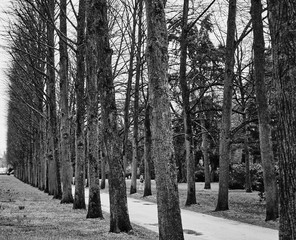 row of trees without foliage and without leaves next to a footpath in a park, black and white with...