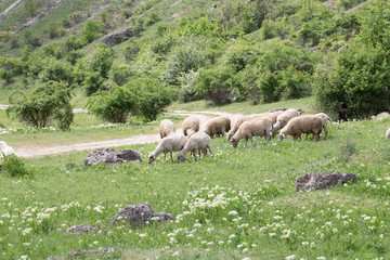 Obraz premium Sheep facing each other in a green field.