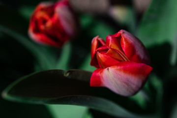 Red tulips close up, spring flowers tulips blossom in the garden, red tulips