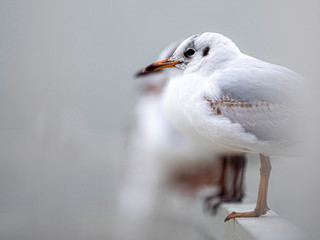 seagull on the beach