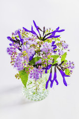 サルビアとメドーセージ（青紫のハーブ）の花
