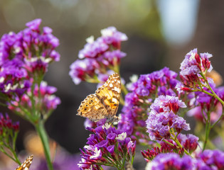 Obraz premium The butterfly on a flower in sunlight