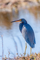 A Tricolored Heron stands on the water's edge