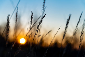 Gras Gräser Halme Silhouetten Gegenlicht Sonnenuntergang Dämmerung Sonnenaufgang Licht Stimmung...