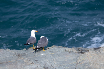 Seagull couple on the cliff