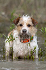 jack russell terrier