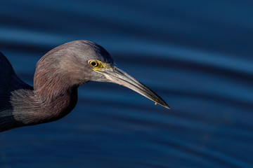 A Little Blue Heron with a small fish in its beak
