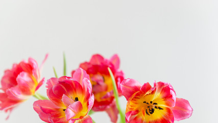 Fresh red tulip flowers bouquet. Close up. Selective focus. Greeting card, happy birthday, mother's day, easter, spring gift