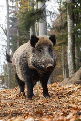 wild boar in forest