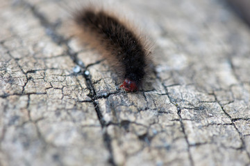 big black caterpillar creeps on a tree. close-up