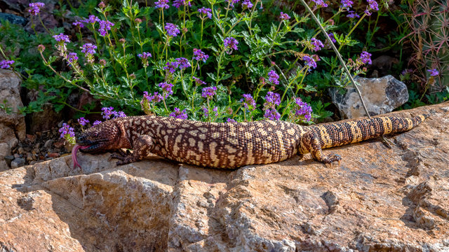 Hissing Mexican Beaded Lizard climbing across a Garden Boulder