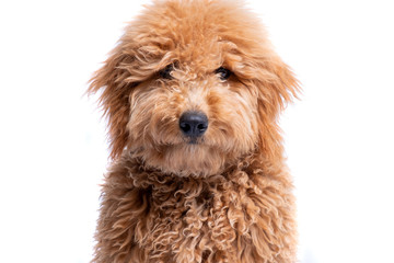 Retrato con fondo blanco de un cachorro de Mini Goldendoodle Labradoodle 