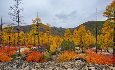 Russia. Magadan. The amazing beauty of the autumn of the Far East. 