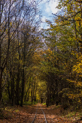 autumn in the forest