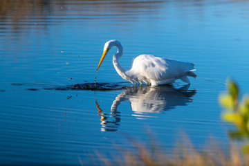 Fototapeta premium A great egret hunting for food