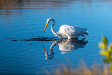 A great egret hunting for food