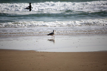 Fototapeta na wymiar Seagull and Surfer