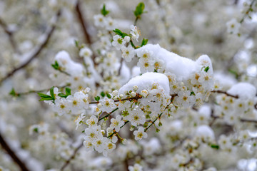 Snow covered cheery blossoms in spring. Global warming changing normal weather.
