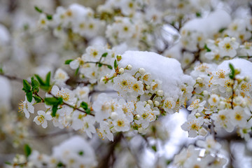 Snow covered cheery blossoms in spring. Global warming changing normal weather.