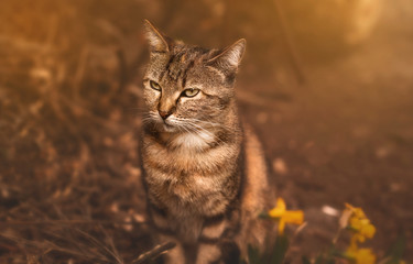 Outdoor cats, dogs or birds portraits in nature or on the street.