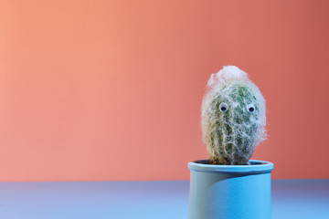 Cactus in a pot with cheerful eyes on a bright color background