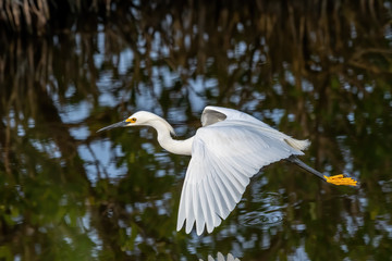 A Snowy Egret (Egretta thula) flying over water in the Merritt Island National Wildlife Refuge, Florida, USA.