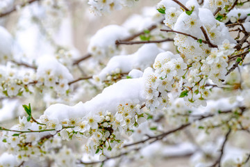 Snow covered cheery blossoms in spring. Global warming changing normal weather.