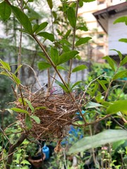 Empty nest without bird
