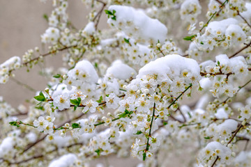 Snow covered cheery blossoms in spring. Global warming changing normal weather.