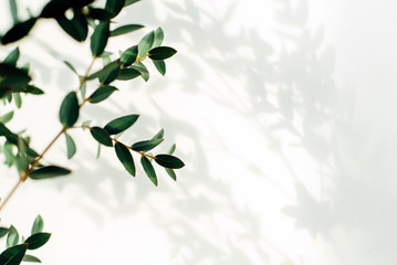 Eucalyptus branch and shadow from it on a white background, free space