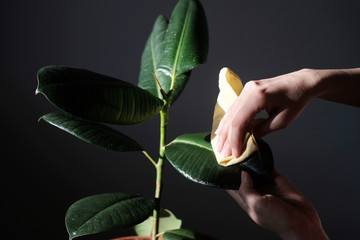 care and clean for plants and flowers. Close up of woman gardener wiping dust from monstera leaves