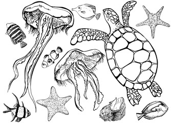Set of sea - turtle, tropical fish, jellyfish. Vector illustration in line art style.