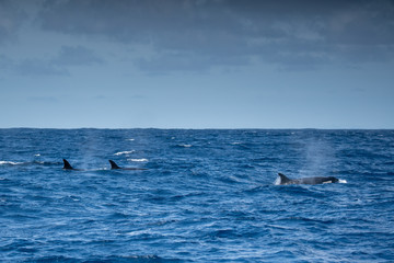 Fototapeta premium Orques