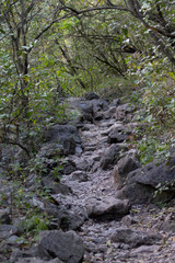 camino de piedra en el bosque