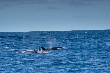 Fototapeta premium Orques