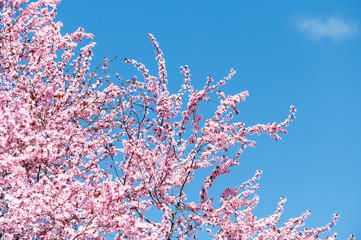 Wunderschön rosafarbende blühende Zierkirschen Blüten vor blauem Himmel. Frühlingserwachen in Jena.