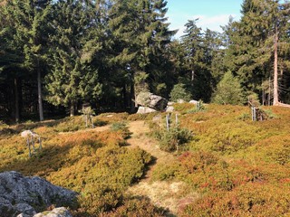 A glade in the bavariasn forest in summer