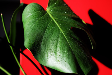 Monstera leaves with drops of water close-up on a red background. For interior decoration and empty space for text